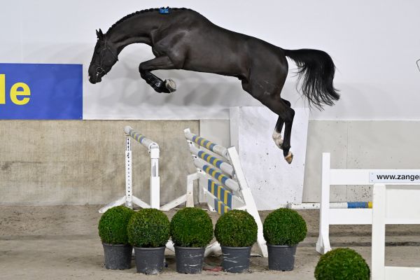 コレクション STALLIONS 2000 Schleich Arabian Stallion 2000. 13248 | eBay